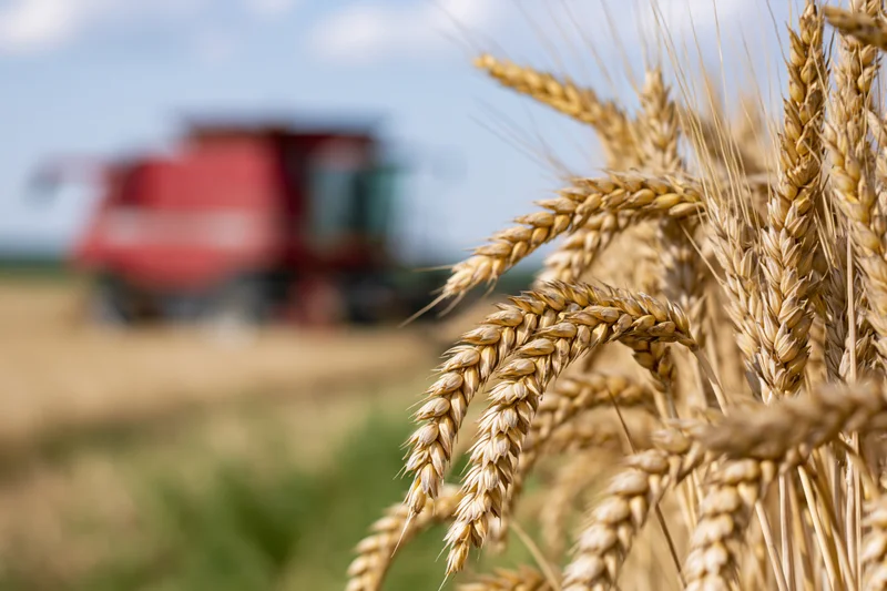 Close-up of golden wheat stalks in a field with a red combine harvester in the background