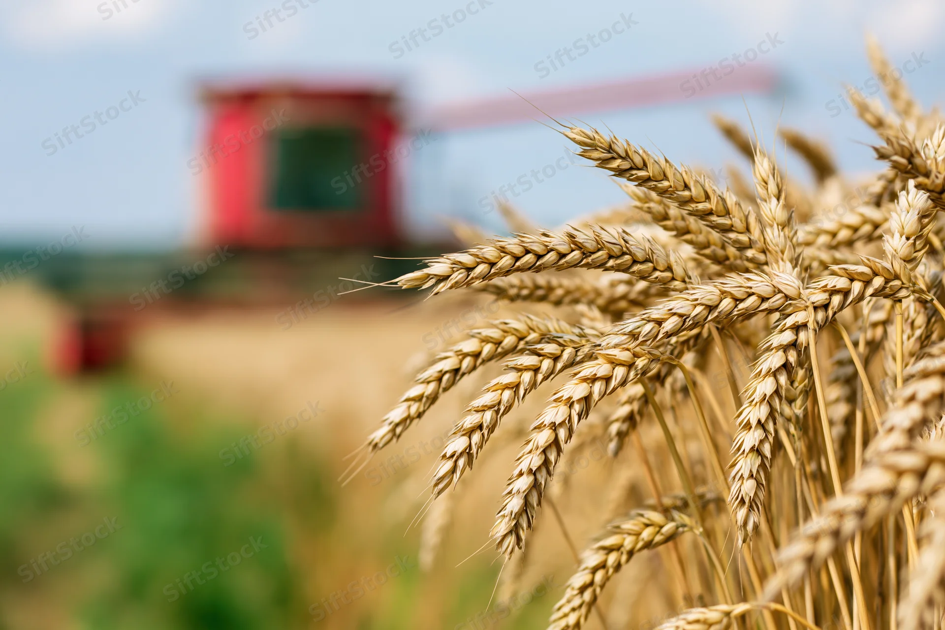 Close-up of golden wheat stalks in a field with a combine harvester in the background