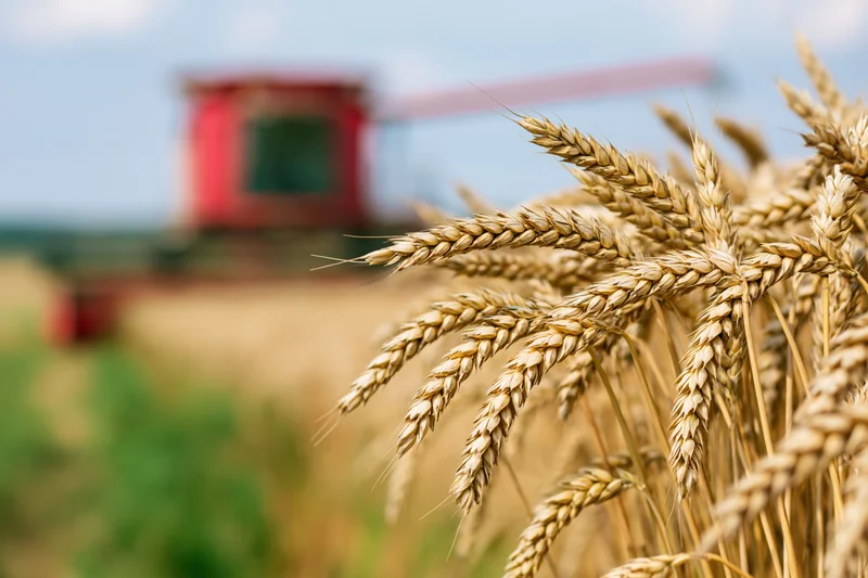 Close-up of golden wheat stalks in a field with a combine harvester in the background