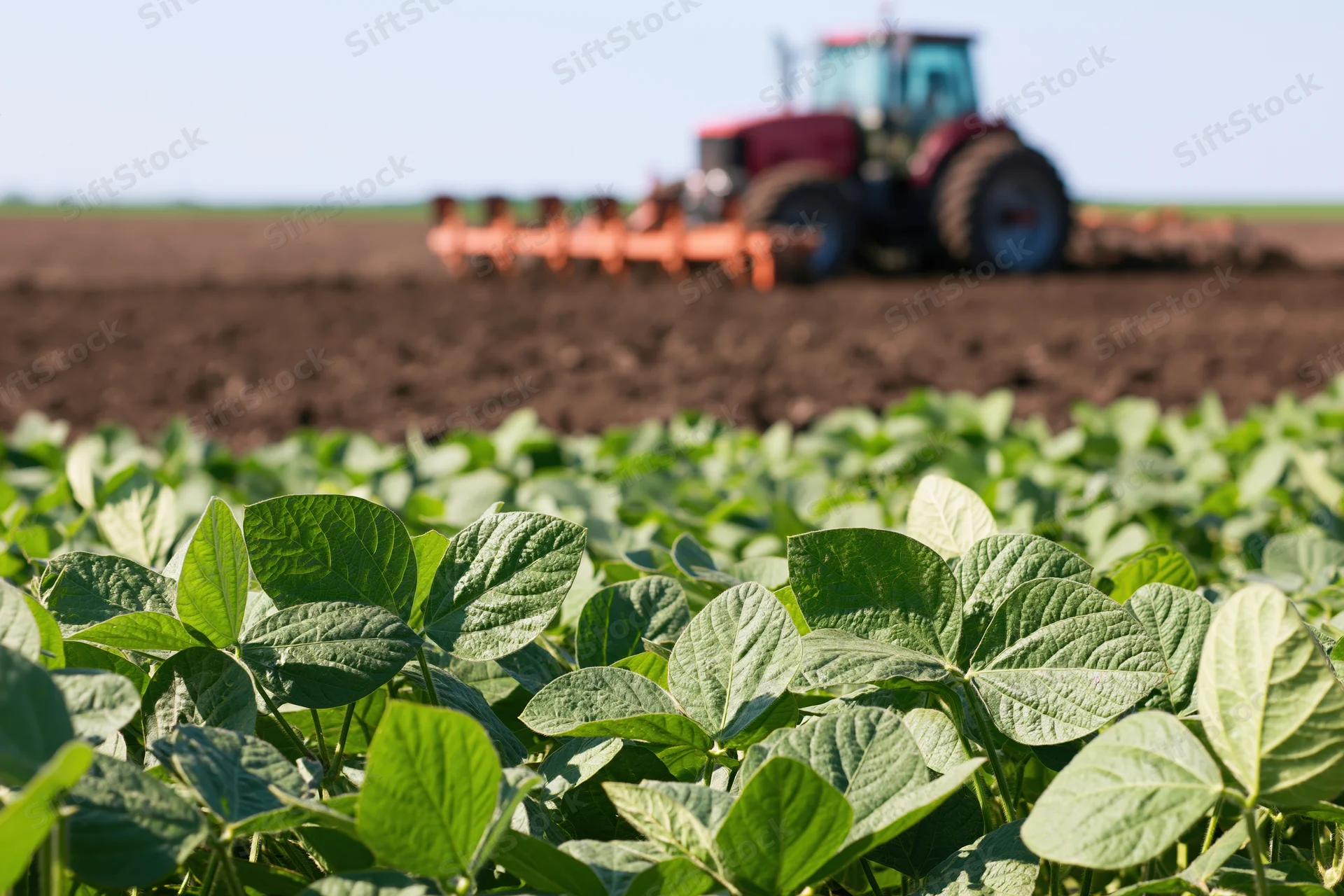 Green soybean leaves in foreground with tractor plowing field in background