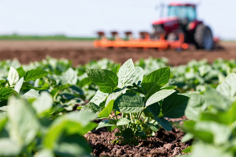 Close-up of green soybean leaves in a field with a tractor planting in the background