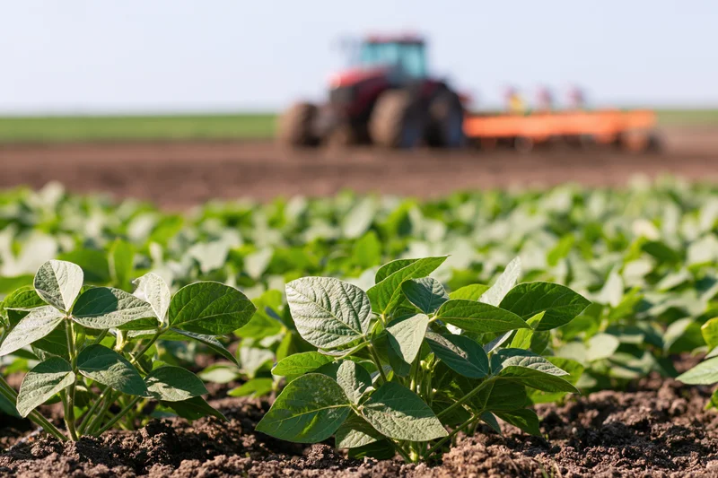 Close-up of green soybean leaves in a cultivated field with a tractor in the background
