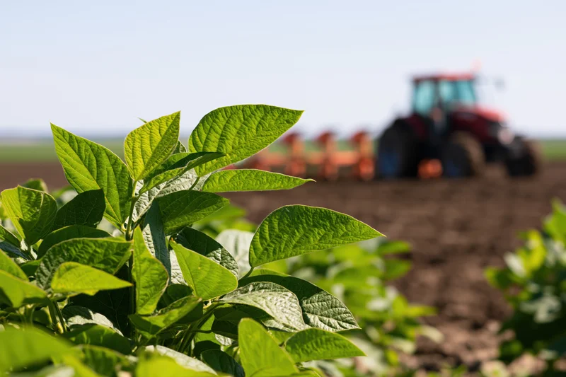 Close-up of green soybean leaves in foreground with tractor plowing field in background