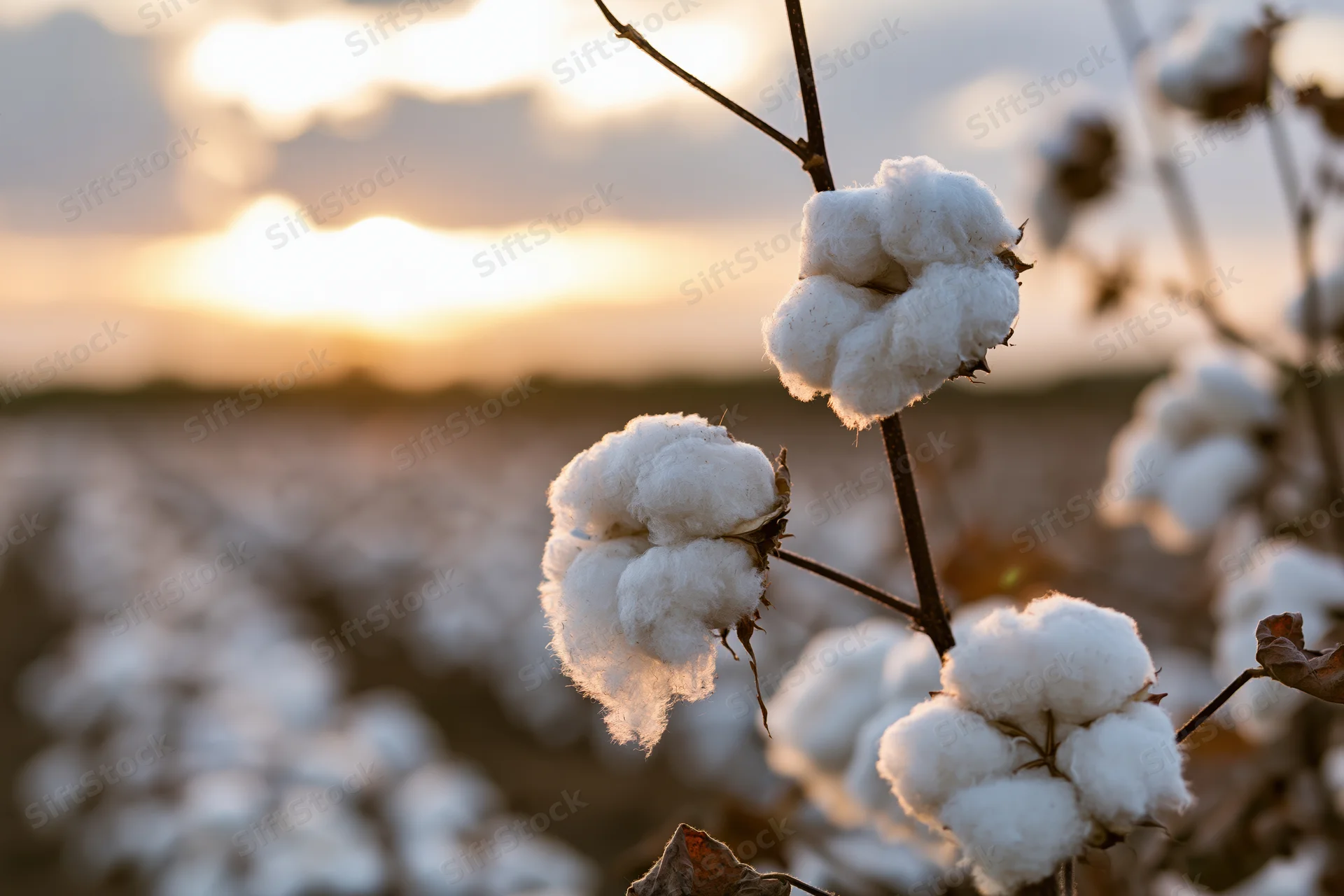 Ripe cotton bolls on dry stems in a field at harvest time