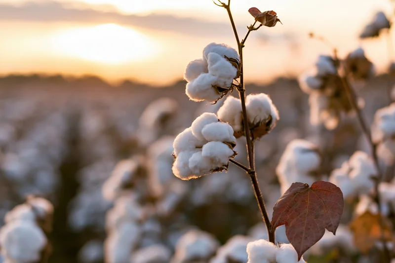 Ripe cotton bolls on dry stems in a field at sunset