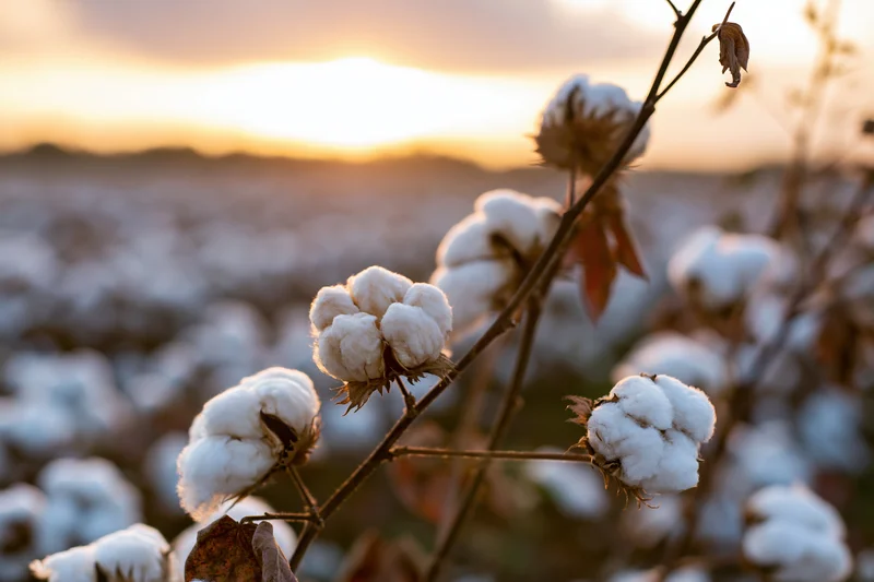 Close-up of ripe cotton bolls on dry brown stems in a harvest