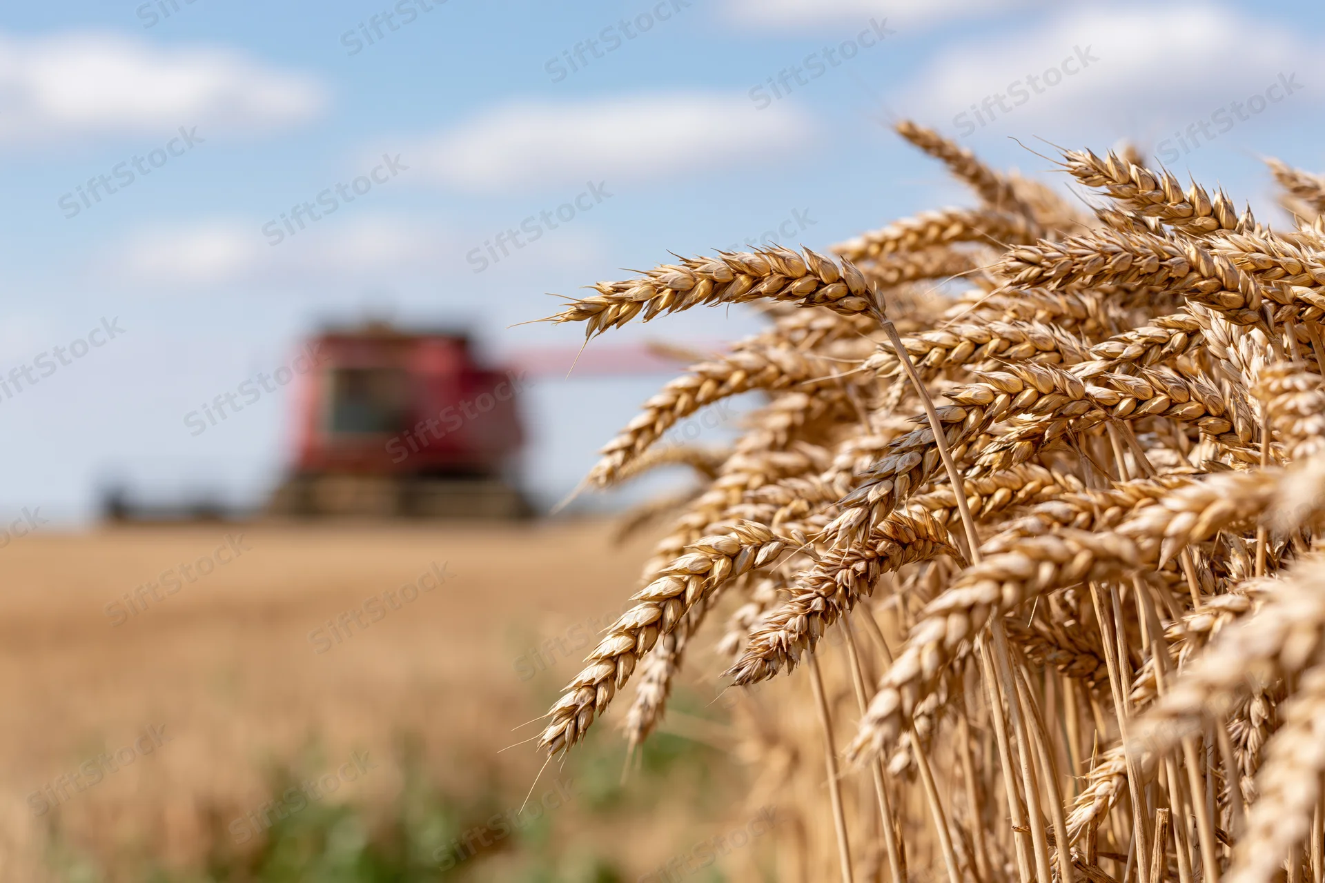 Close-up of ripe golden wheat stalks in a field with a combine harvester in the background