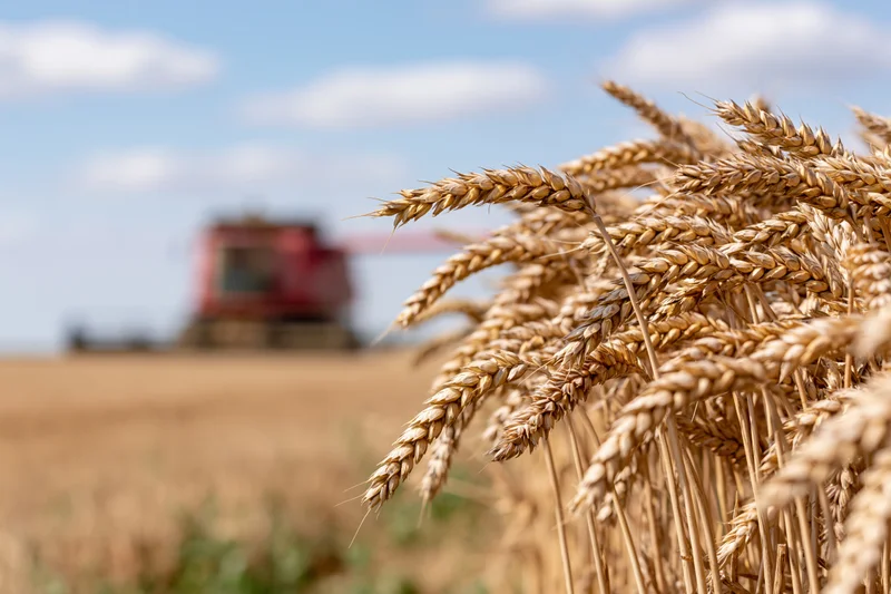 Close-up of ripe golden wheat stalks in a field with a combine harvester in the background