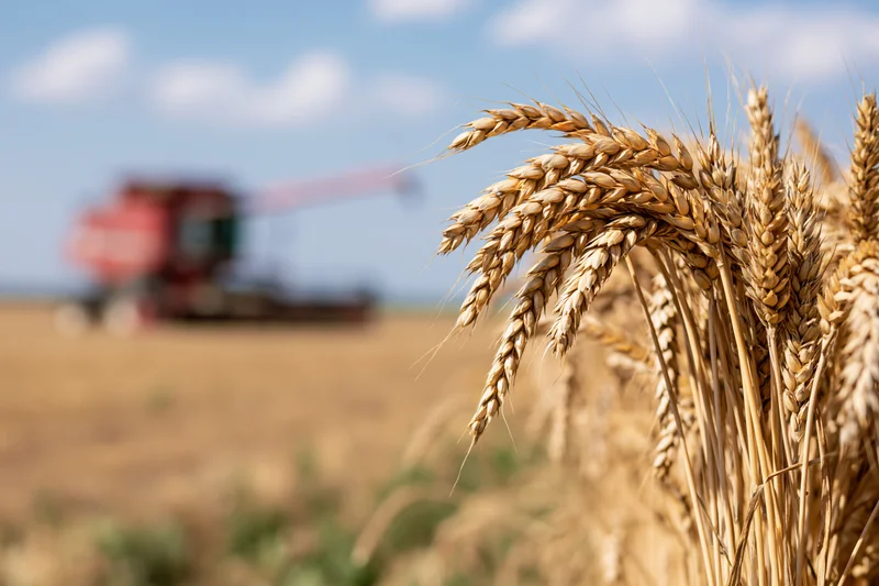 Close-up of ripe golden wheat stalks in a field with a combine harvester in the background