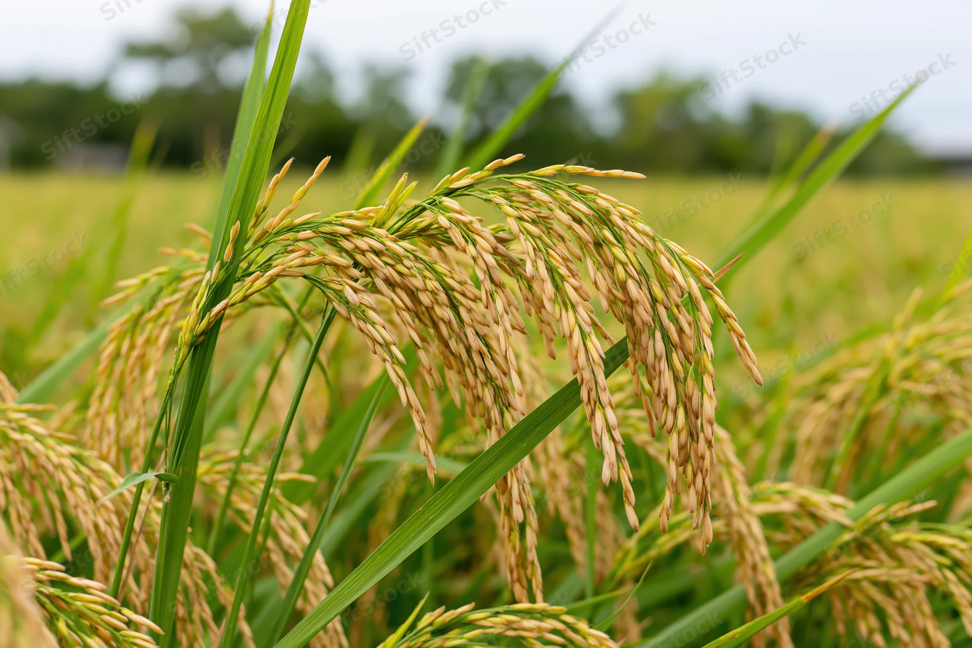 Ripening rice stalks heavy with golden grain in a paddy field