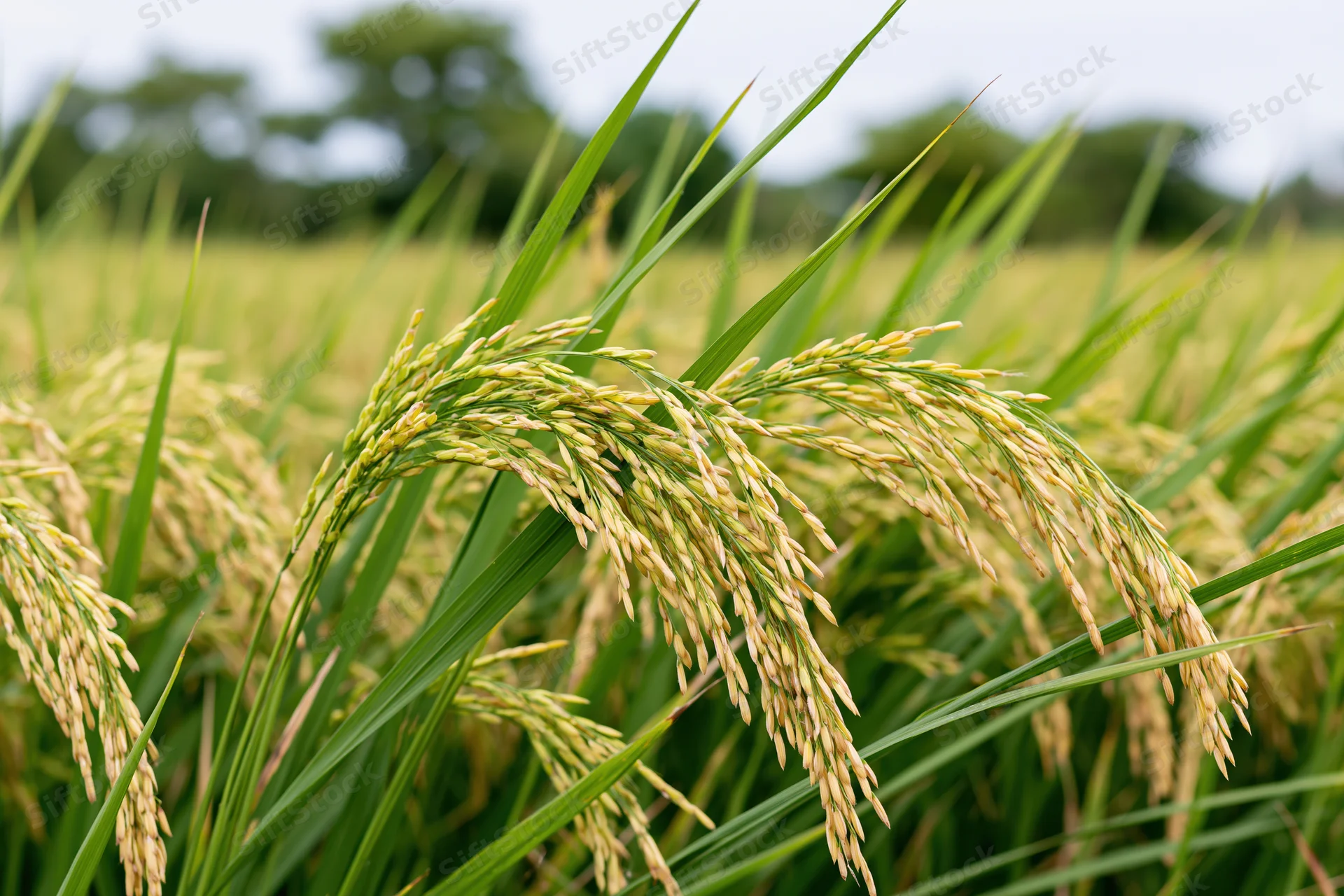Ripening rice stalks heavy with golden grain in a paddy field