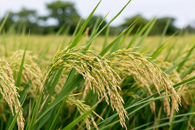 Close-up of ripening rice stalks with golden grain