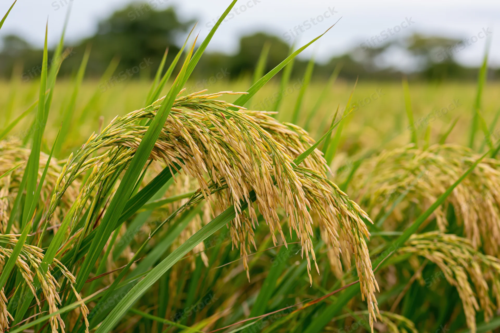 Ripening rice stalks heavy with golden grain in a paddy field