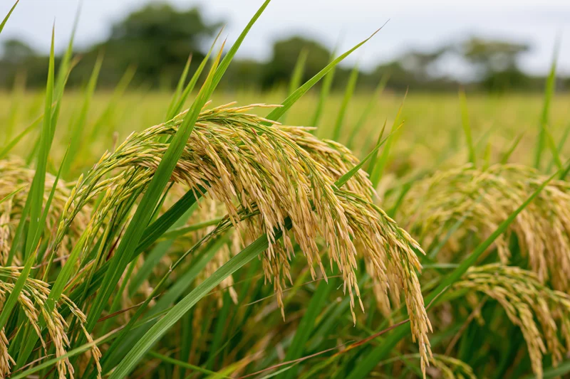 Ripening rice stalks heavy with golden grain in a paddy field