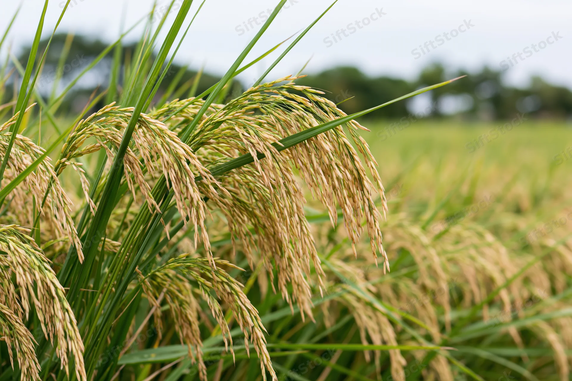 Close-up of ripening rice stalks heavy with golden grain in a paddy field