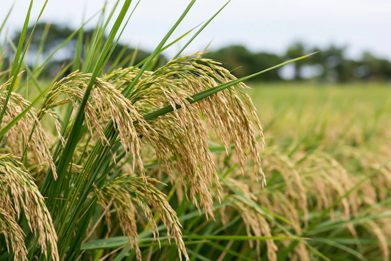 Close-up of ripening rice stalks heavy with golden grain in a paddy field