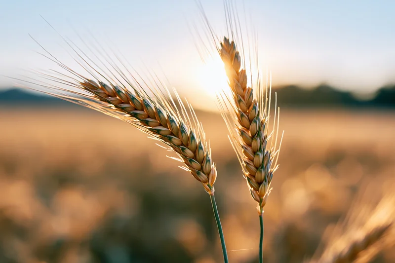 Two ripe golden wheat ears standing in a field at sunset