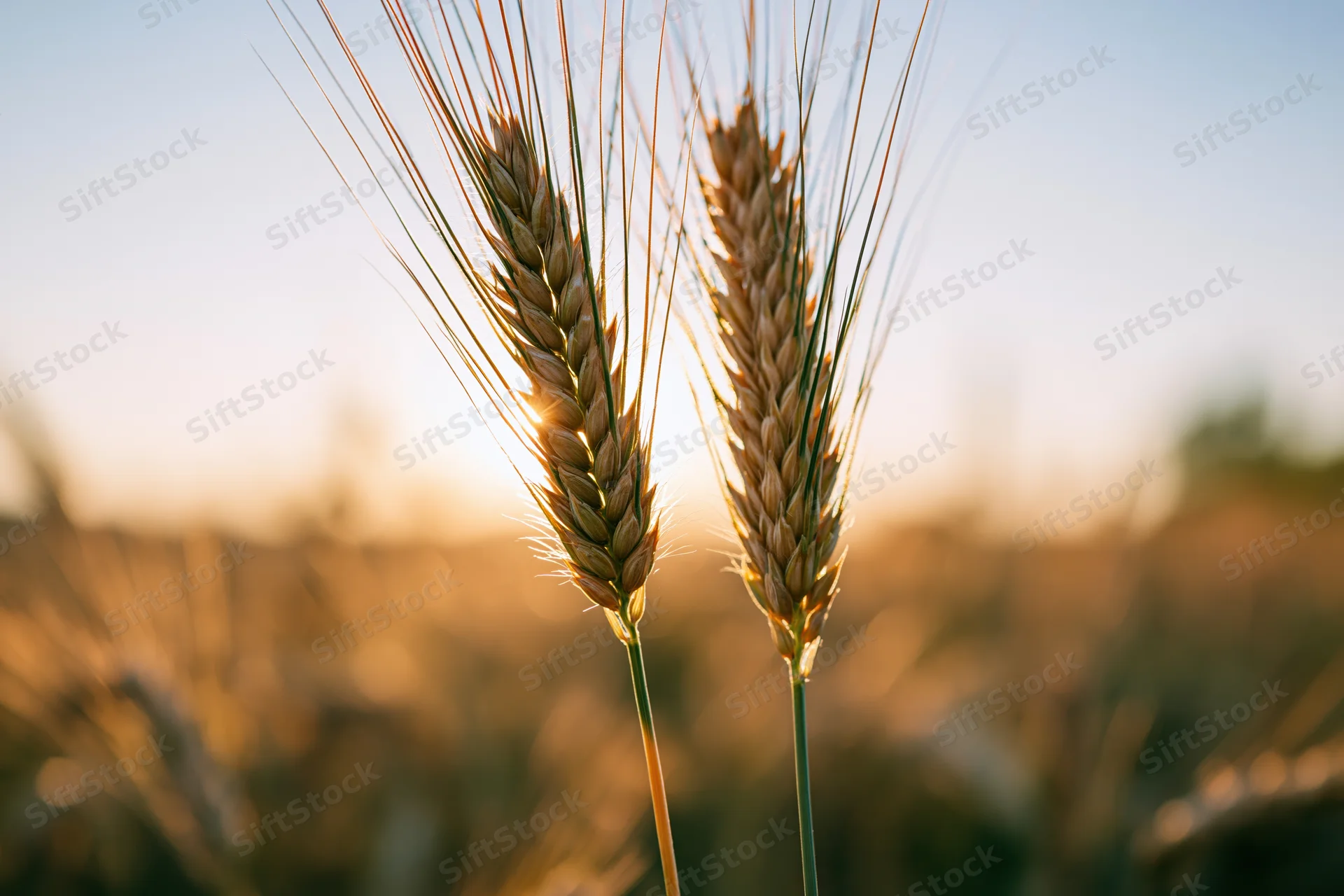Two ripe wheat ears standing in a field at golden hour