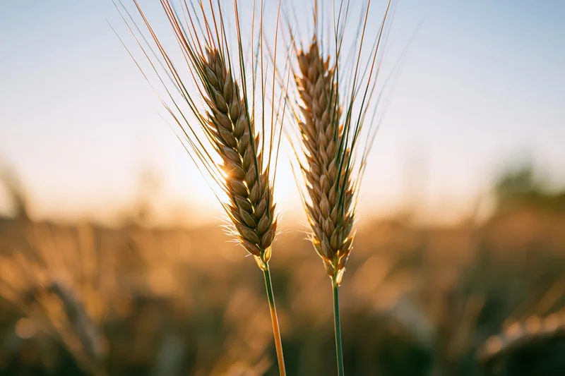 Two ripe wheat ears standing in a field at golden hour