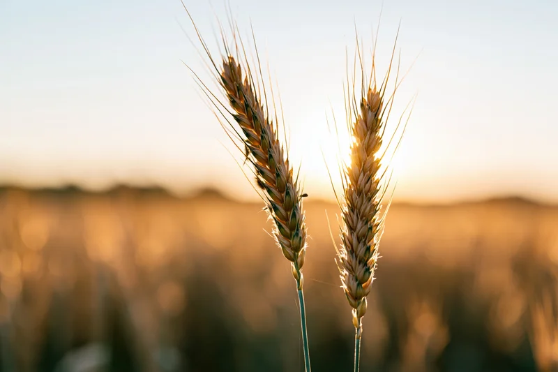 Two ripe golden wheat ears standing in a field at sunset