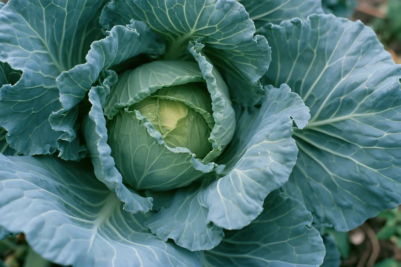 Mature cabbage head with ruffled outer leaves viewed from above in a garden setting