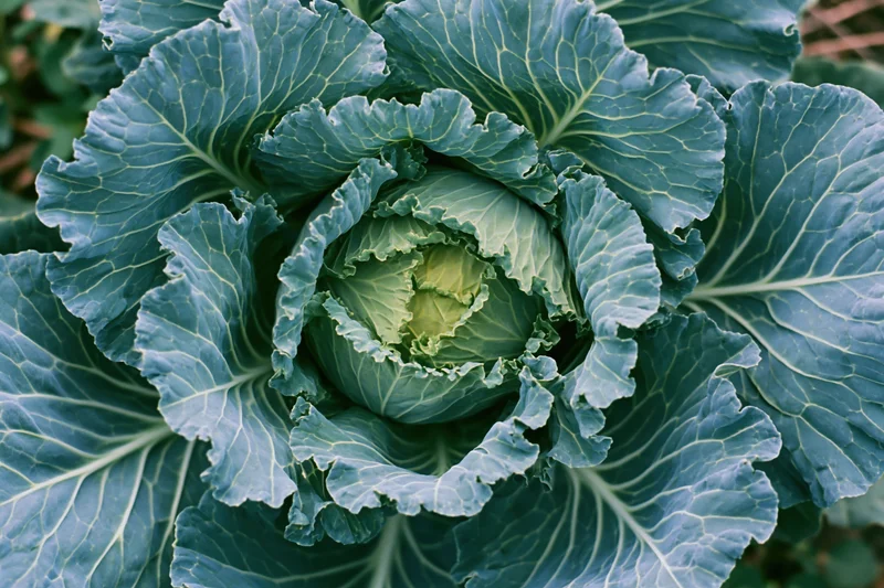 Mature cabbage head with ruffled green leaves viewed from above in a garden setting