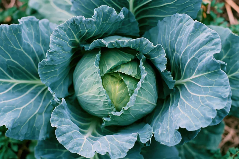 Mature cabbage head viewed from above in a garden setting
