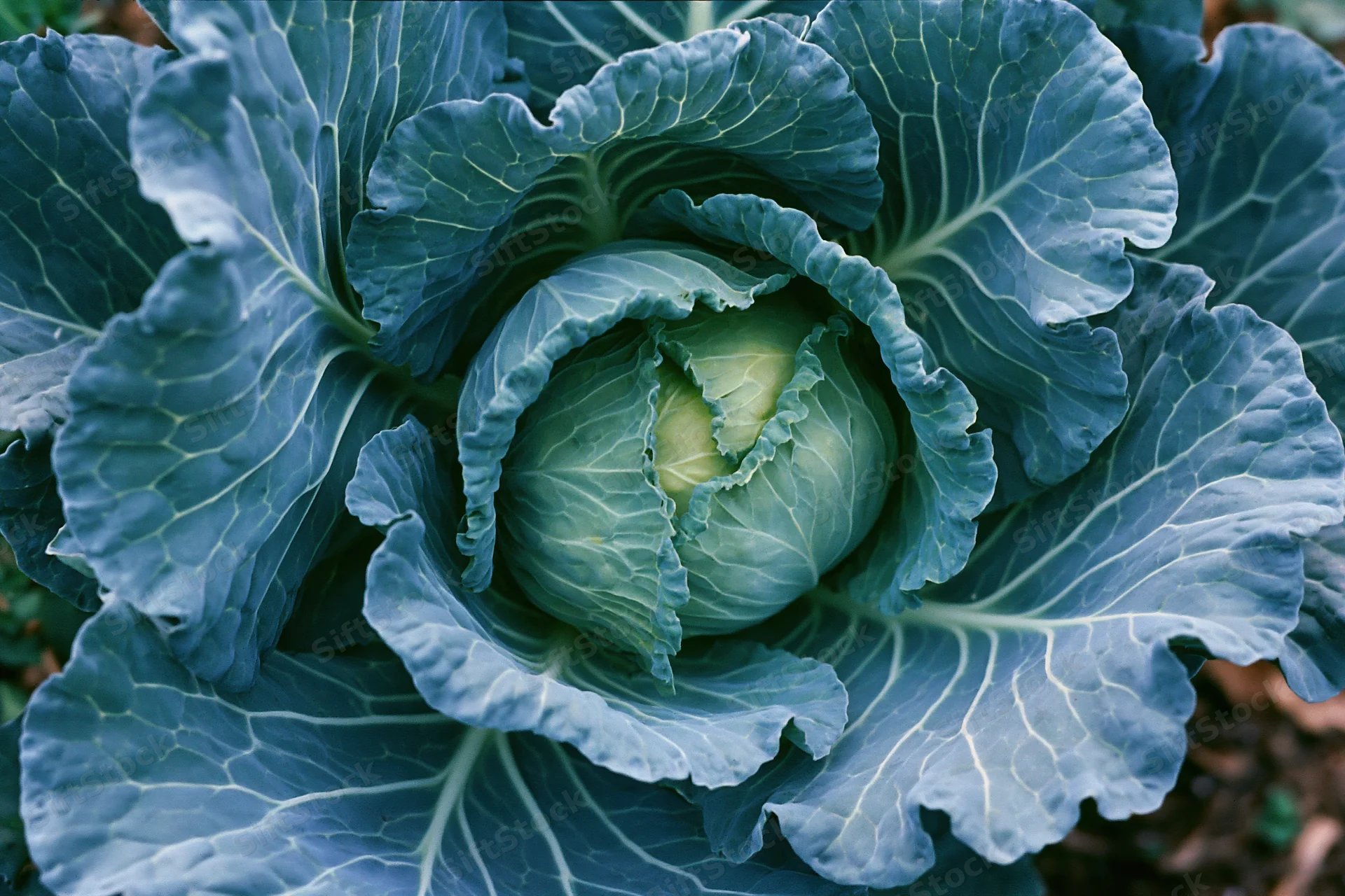 Overhead close-up of a mature cabbage head surrounded by large ruffled leaves in a garden setting