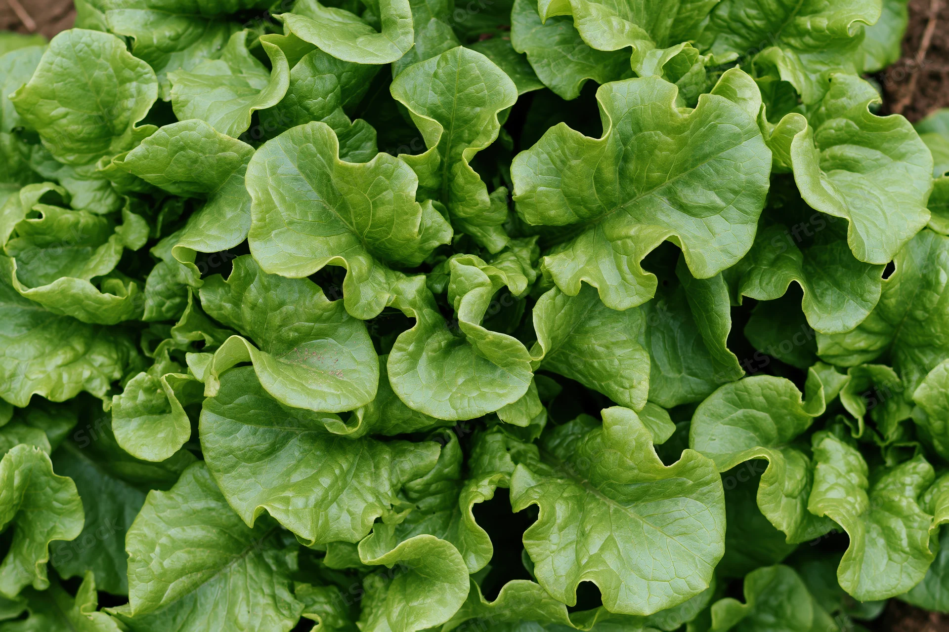 Fresh green leaf lettuce growing in a garden bed viewed from above