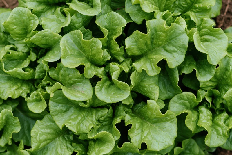 Fresh green leaf lettuce growing in a garden bed viewed from above