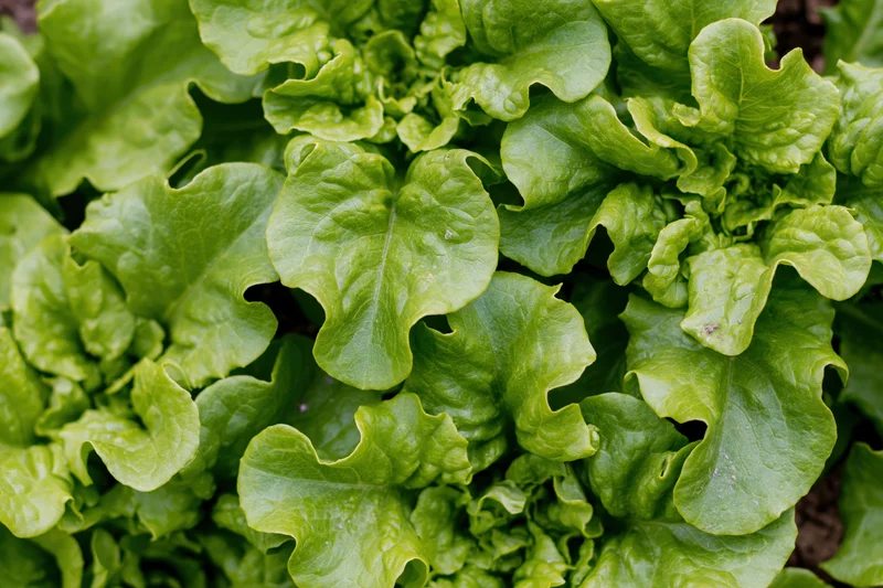 Overhead close-up of fresh green leaf lettuce growing in garden soil