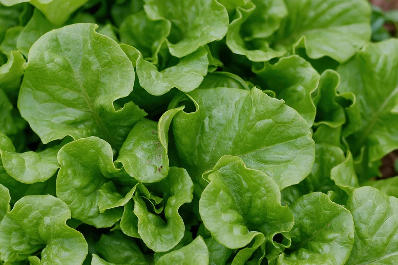 Close-up of fresh green leaf lettuce growing in a garden bed