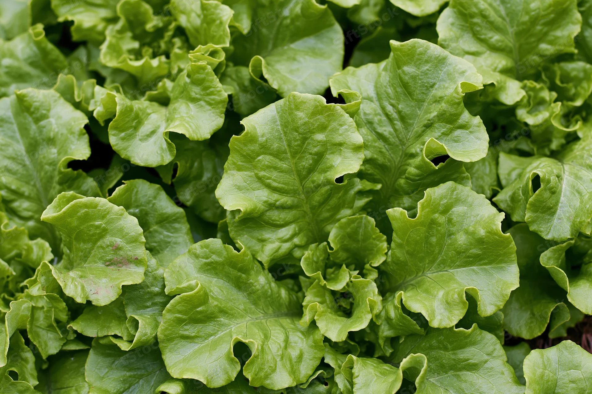 Close-up overhead view of fresh green leaf lettuce growing in a garden bed