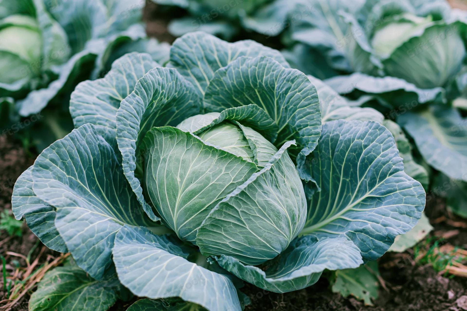 Mature green cabbage heads growing in a garden bed with visible soil and outer leaves