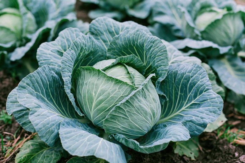 Mature green cabbage heads growing in a garden bed with visible soil and outer leaves