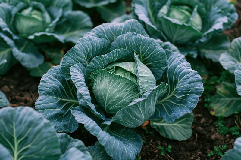 Mature green cabbage heads growing in a garden bed viewed from above