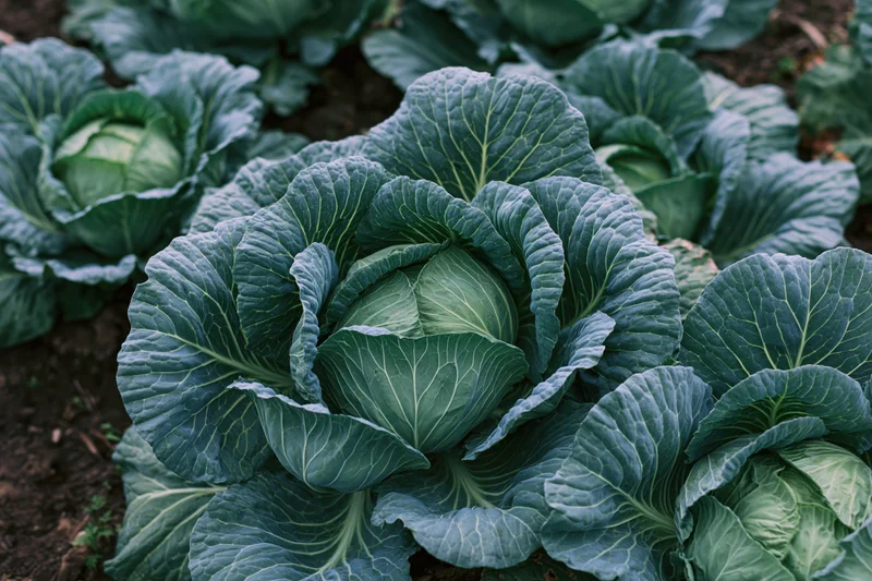Mature green cabbage heads growing in a garden field viewed from above