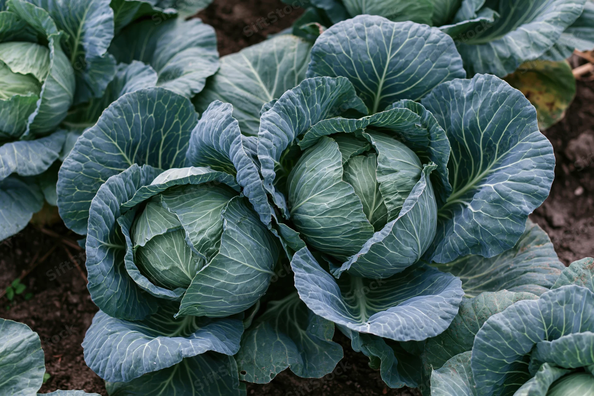 Mature green cabbage heads growing in a garden bed viewed from above