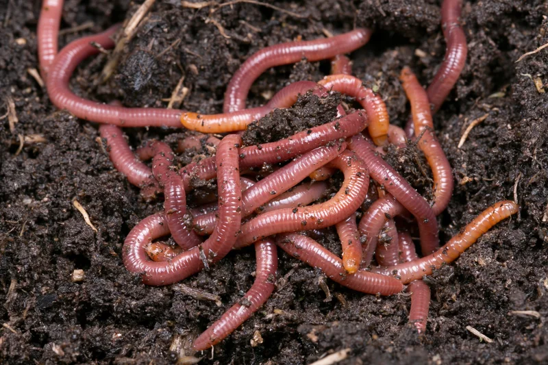 Cluster of red wiggler earthworms writhing and tangled in dark compost soil