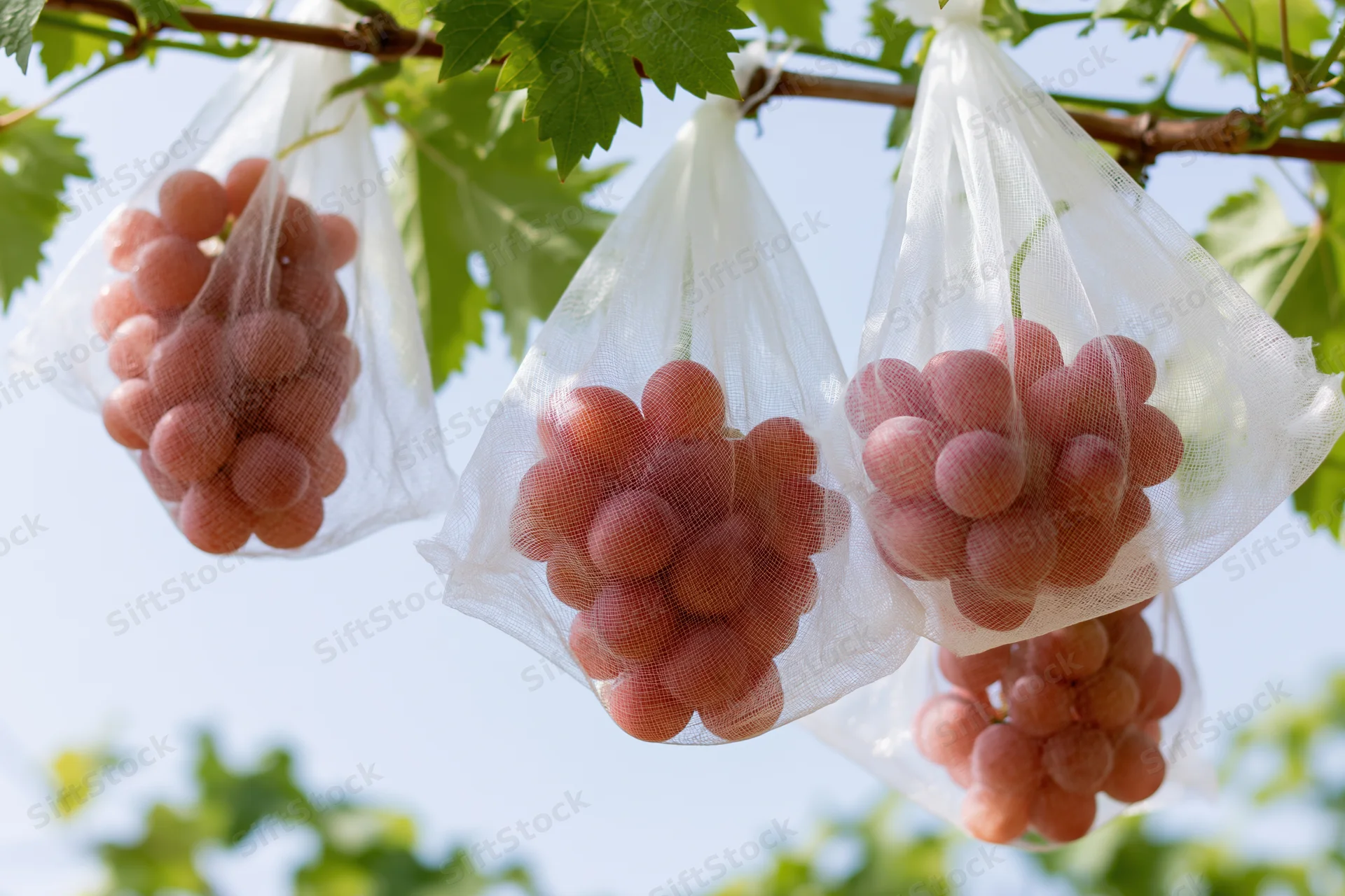 Clusters of pink-red grapes hanging from a grapevine in protective net bags outdoors
