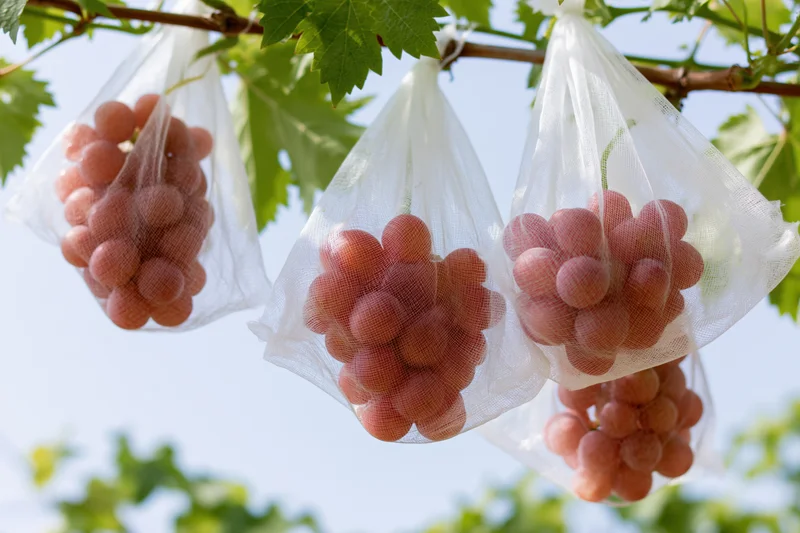 Clusters of pink-red grapes hanging from a grapevine in protective net bags outdoors