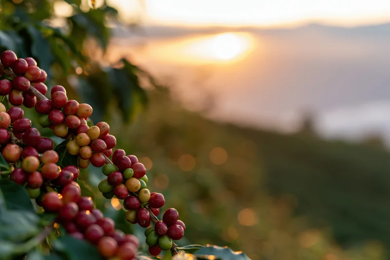 Coffee cherries in mixed ripeness stages on a branch against a mountain sunrise backdrop
