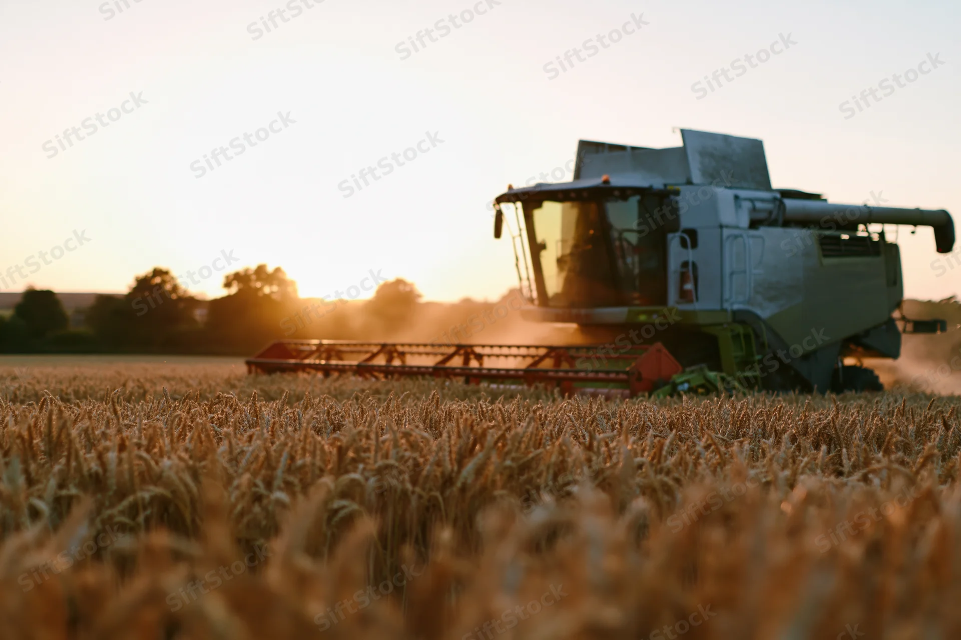 Combine harvester harvesting ripe wheat in a field at sunset