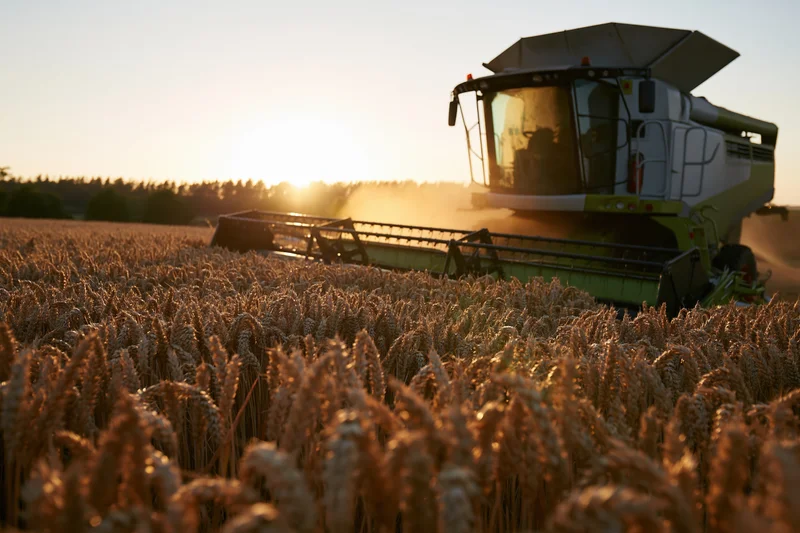 Combine harvester cutting ripe wheat in a golden field at sunset