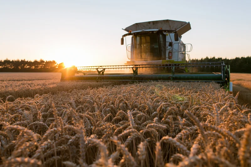 Combine harvester cutting through ripe wheat field at sunset