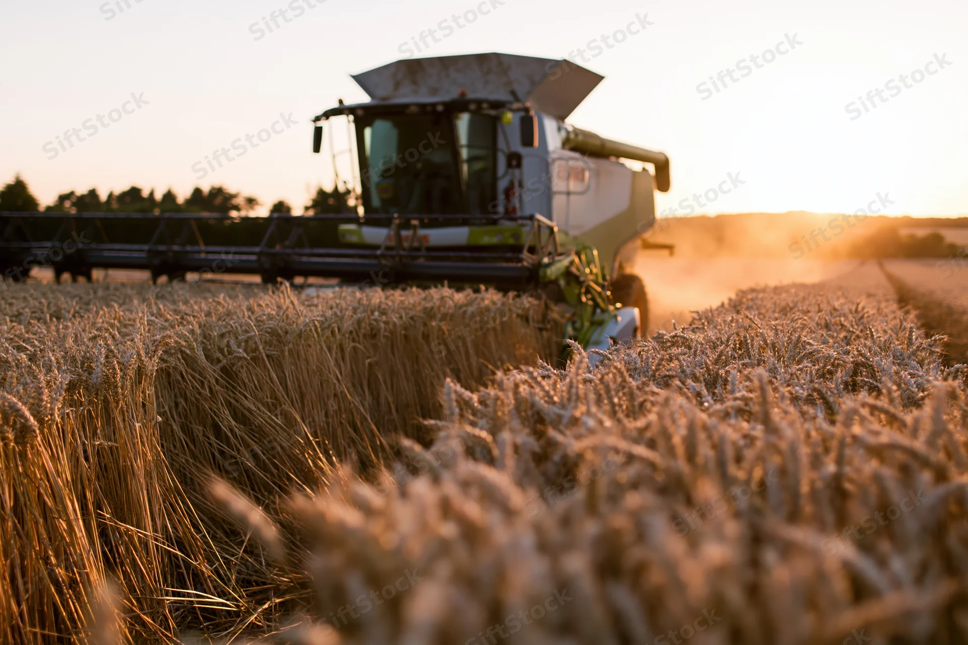 Combine harvester harvesting wheat in a field at sunset
