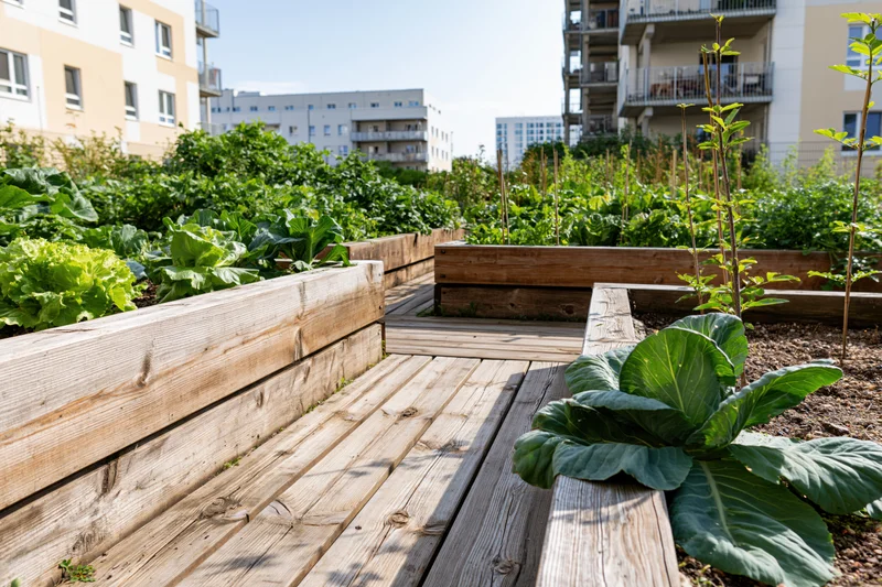 Community urban garden with wooden raised beds planted with leafy vegetables and pathways between them