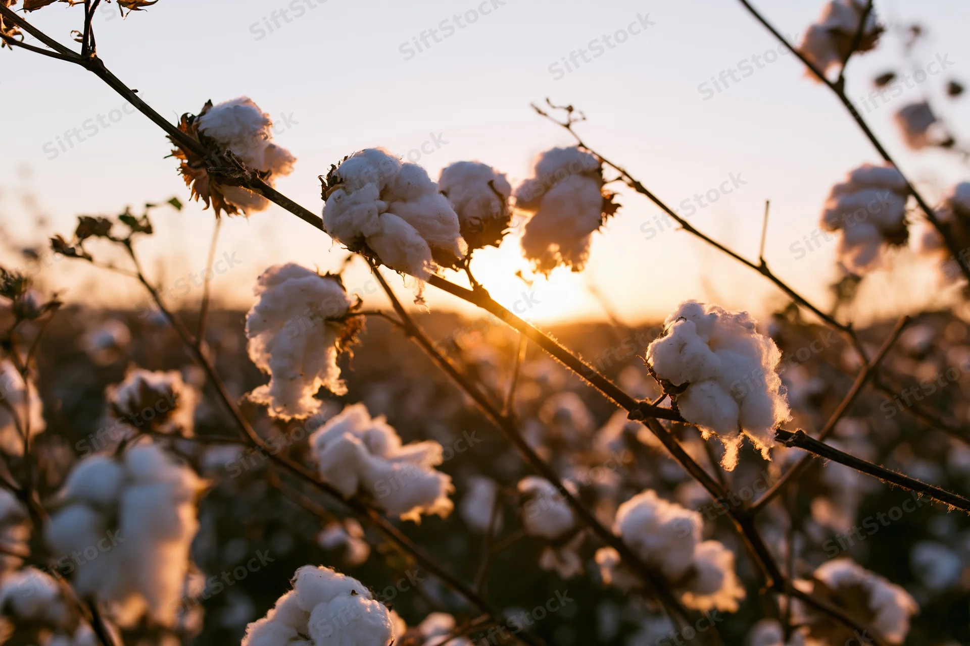 Cotton bolls bursting open on branches in a field at sunset