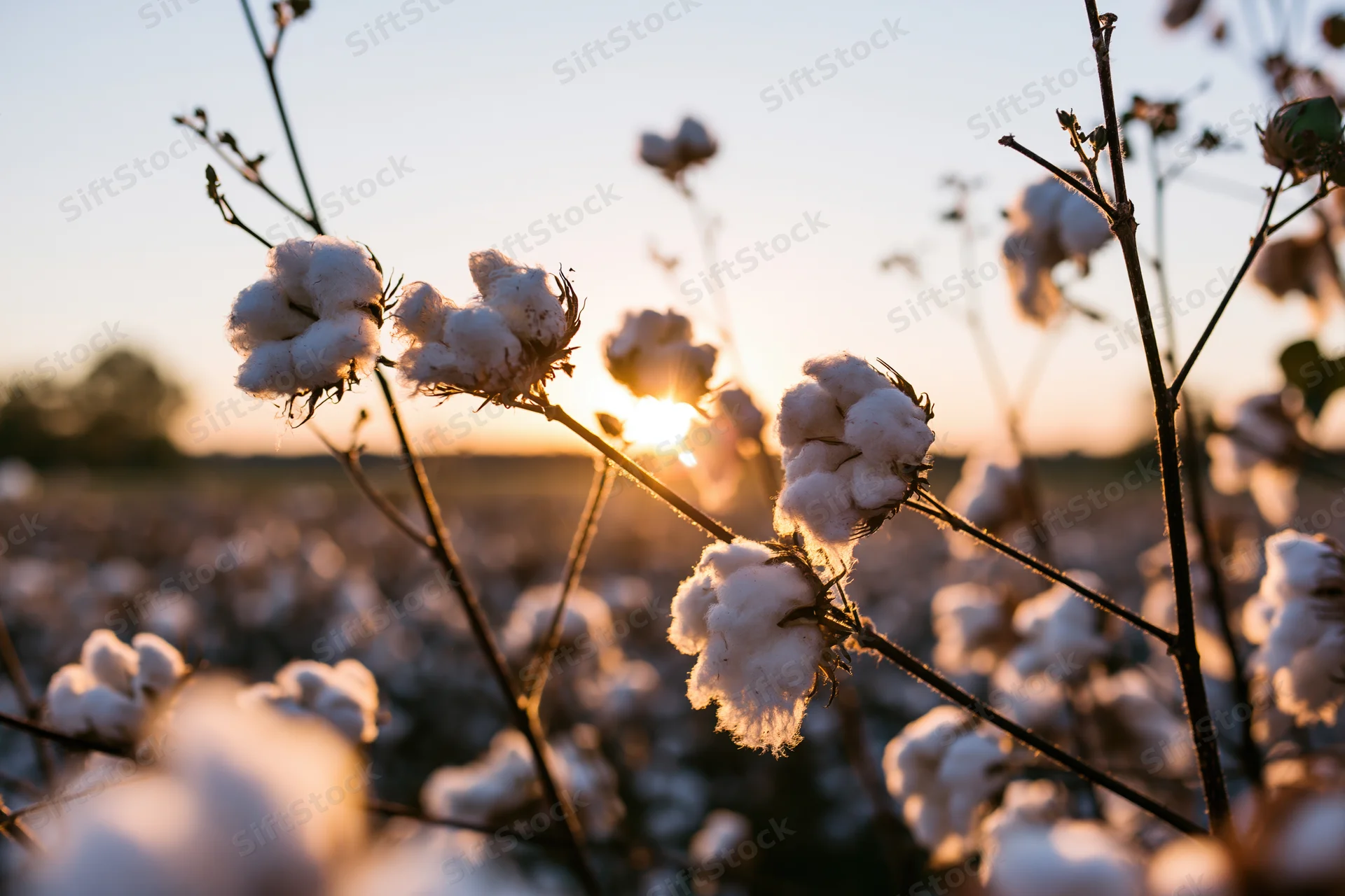 Cotton bolls bursting open in a field at sunset