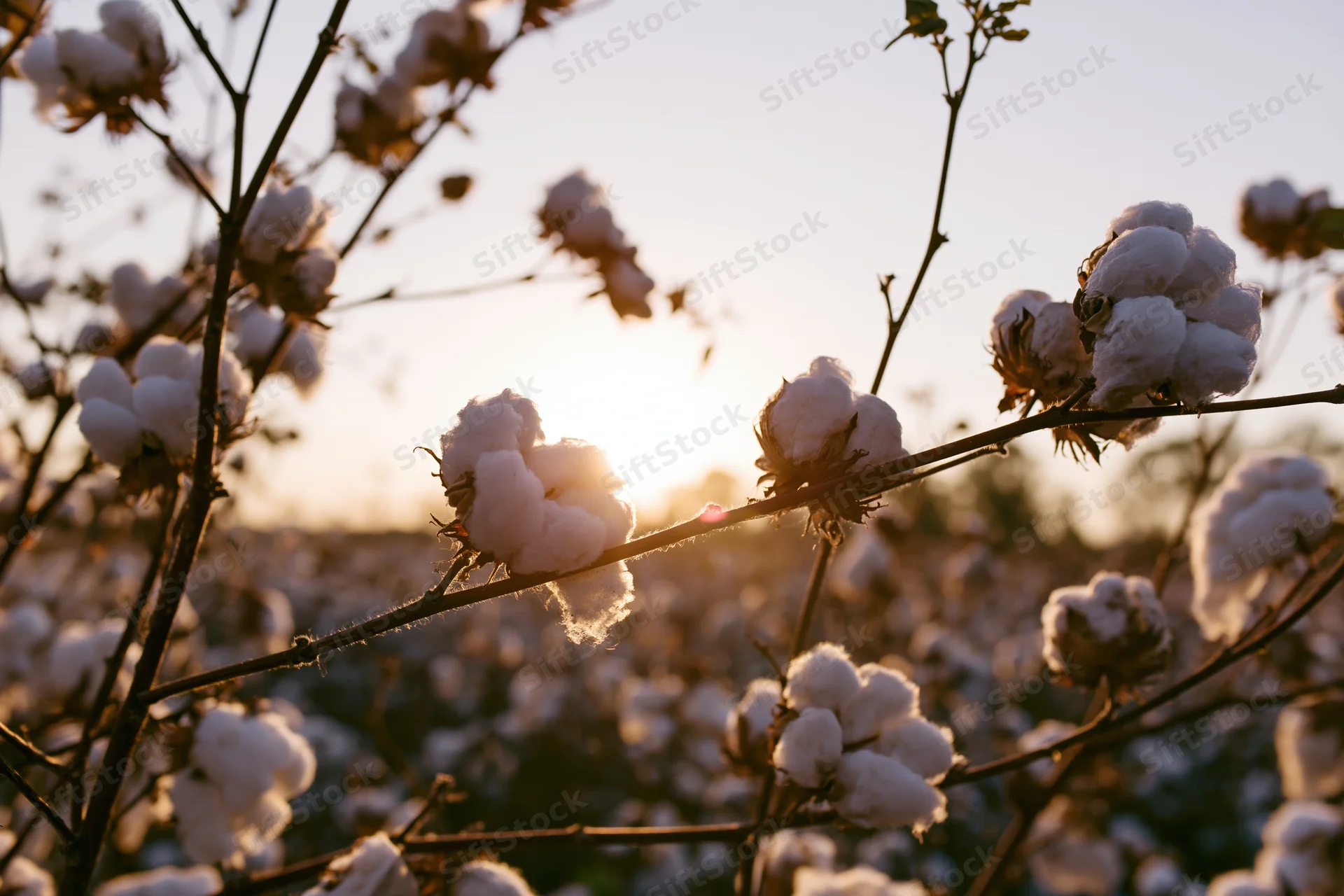 Cotton field at peak harvest fluffy white bolls bursting open